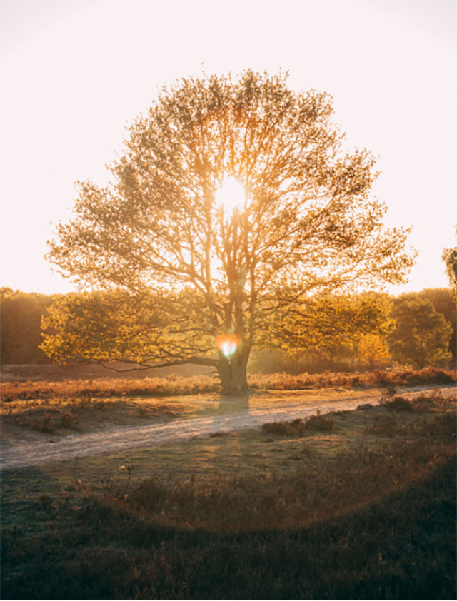 boom verlicht door zon